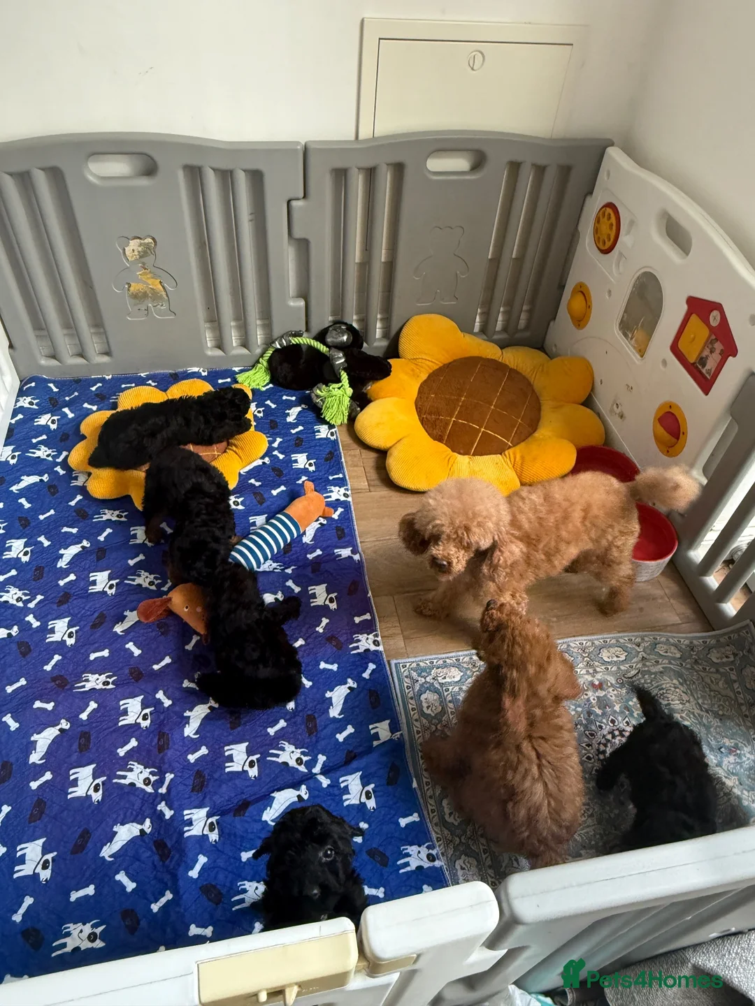 Mixed Breed dogs for sale: Small miniature poodle puppies - Advert 2