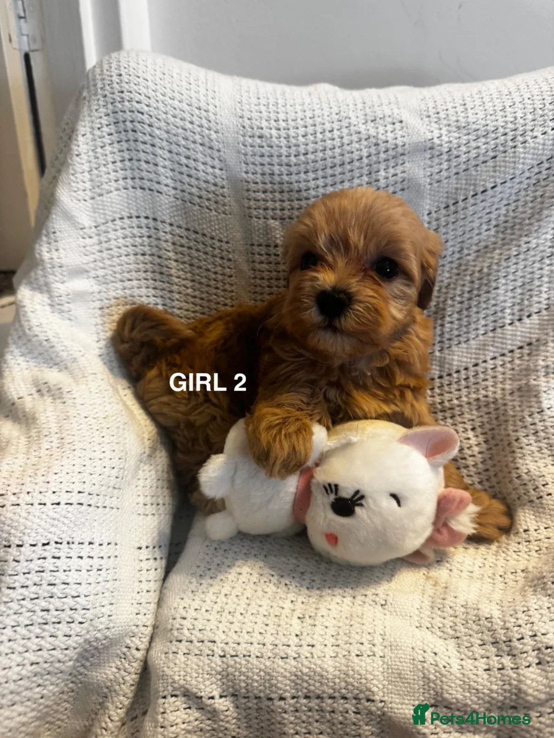Maltipoo dogs for sale: 6 Maltipoo Pups Ready 3rd July - Advert 7