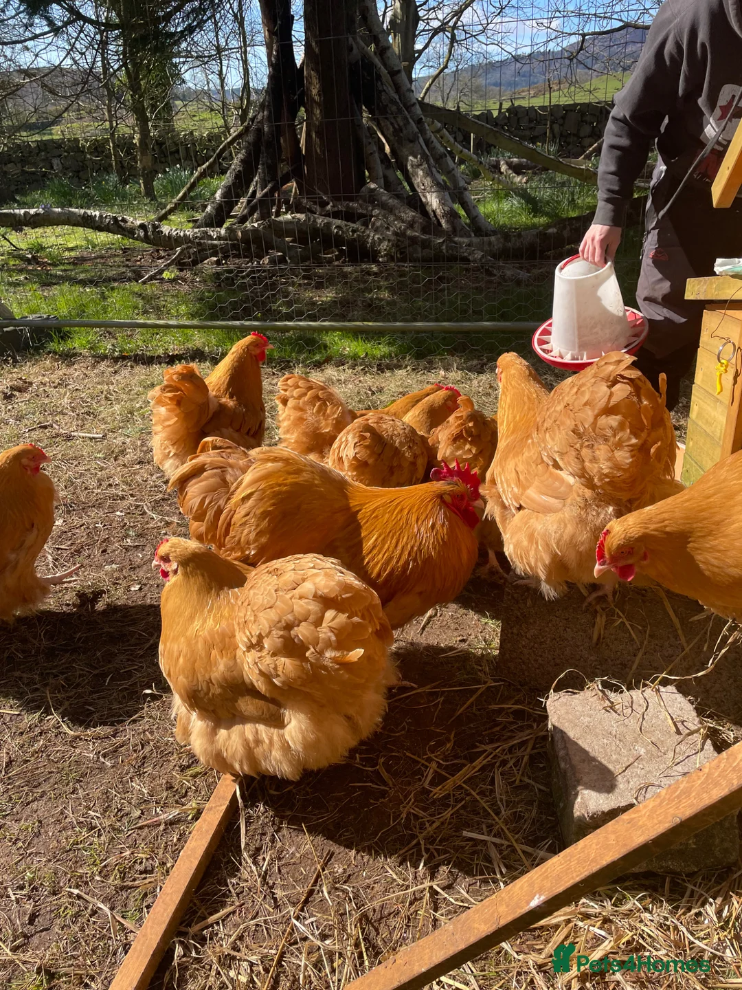 Mixed Breed livestock for sale: Orpington,Brahma,Wyandotte,Polish,Barnevelder Eggs - Advert 1