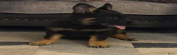 German Shepherd dogs for sale: Fully kc German Shepherd puppies  - Advert 3