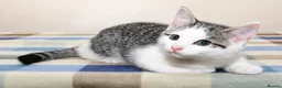 Mixed Breed cats for sale: Beautiful Home-Raised Kittens – Ready at 12 Weeks - Advert 9