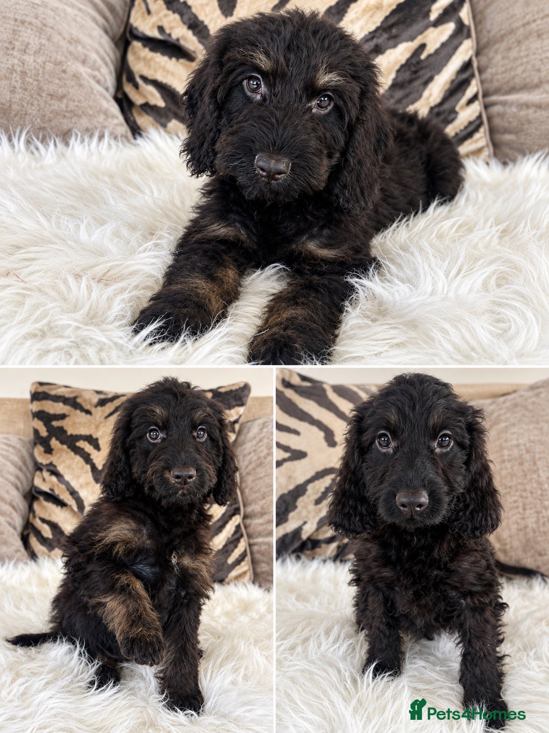 Cockapoo dogs F1 cockapoo puppies  - Advert 11