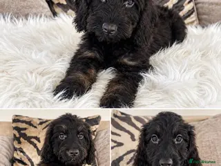 Cockapoo dogs F1 cockapoo puppies - Advert 11