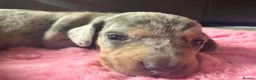 Miniature Dachshund dogs for sale: Gorgeous mini dachshund pups  - Advert 22