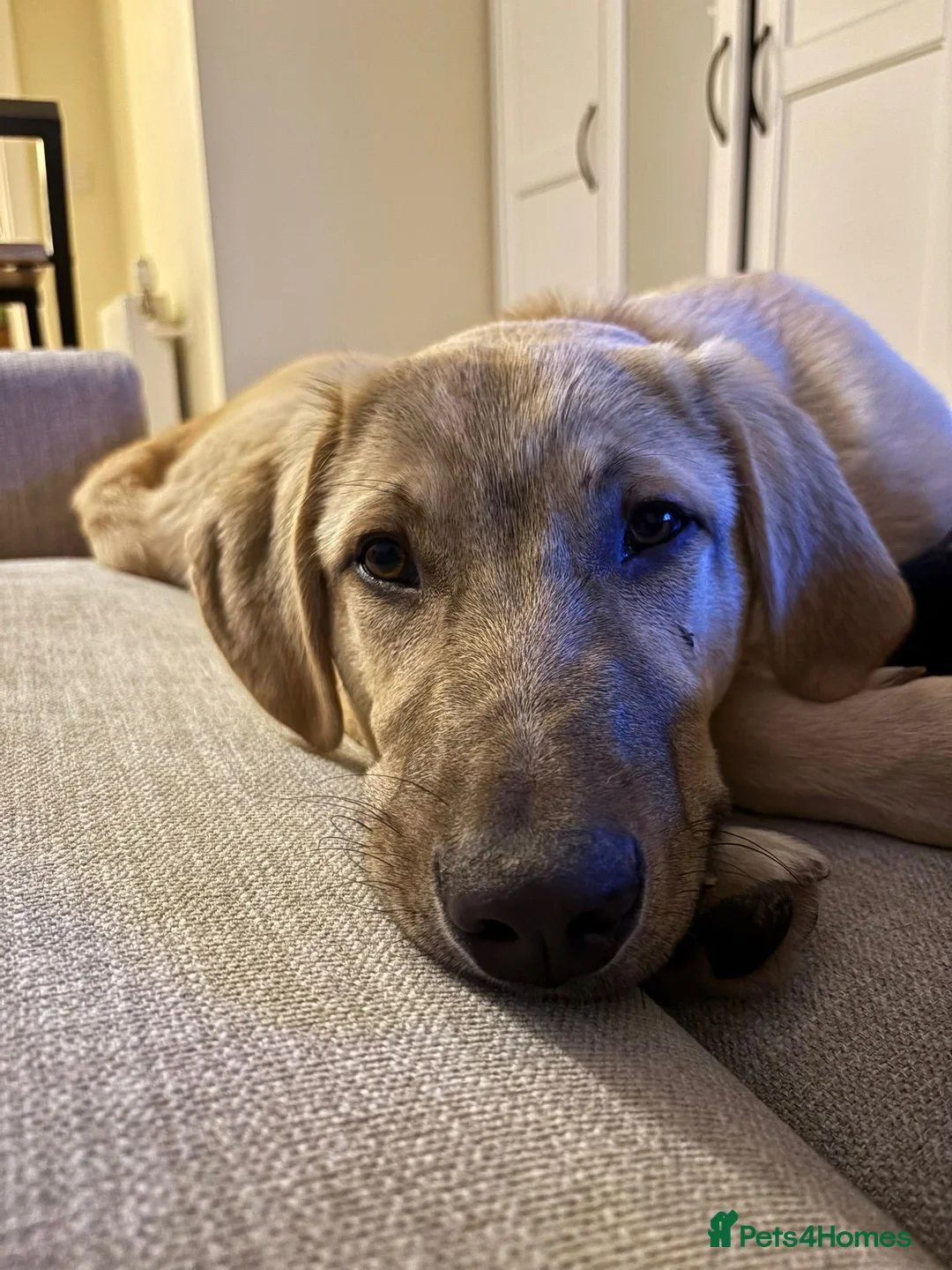 Anatolian Shepherd dogs for adoption: Teddy – 7 Months Old-Perfect with Kids, Dogs, Cats - Advert 2