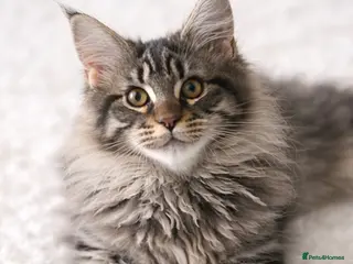 Maine Coon cats READY TO LEAVE Registered Maine coon kittens - Advert 7