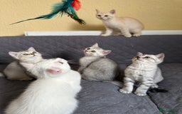 British Shorthair cats for sale: Stunning British Shorthair Kittens & adule cat - Image 20