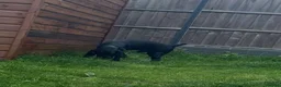 Cocker Spaniel dogs for sale: URGENT 3 YEAR OLD COCKER NEEDS GONE - Advert 2