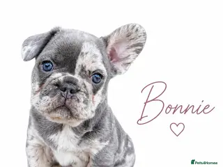 French Bulldog dogs Last 1 girls left out of a litter of 8 Frenchies - Advert 2