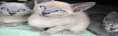 Siamese 2