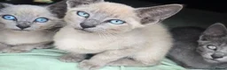 Mixed Breed cats for sale: Siamese - Advert 4