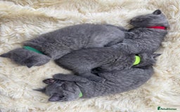 British Shorthair cats for sale: British Short Hair Kittens  - Image 7