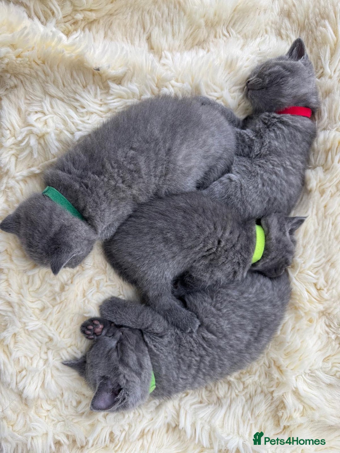British Shorthair cats for sale: British Short Hair Kittens  - Image 7
