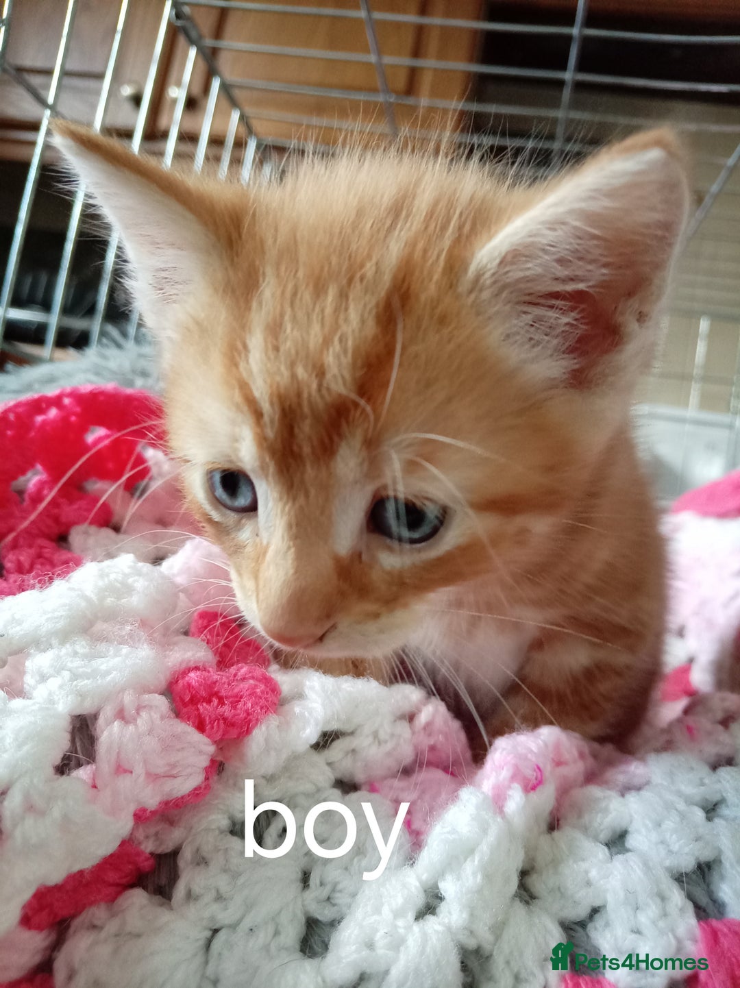Mixed Breed cats for sale: Blue, eyed baby's  - Image 8