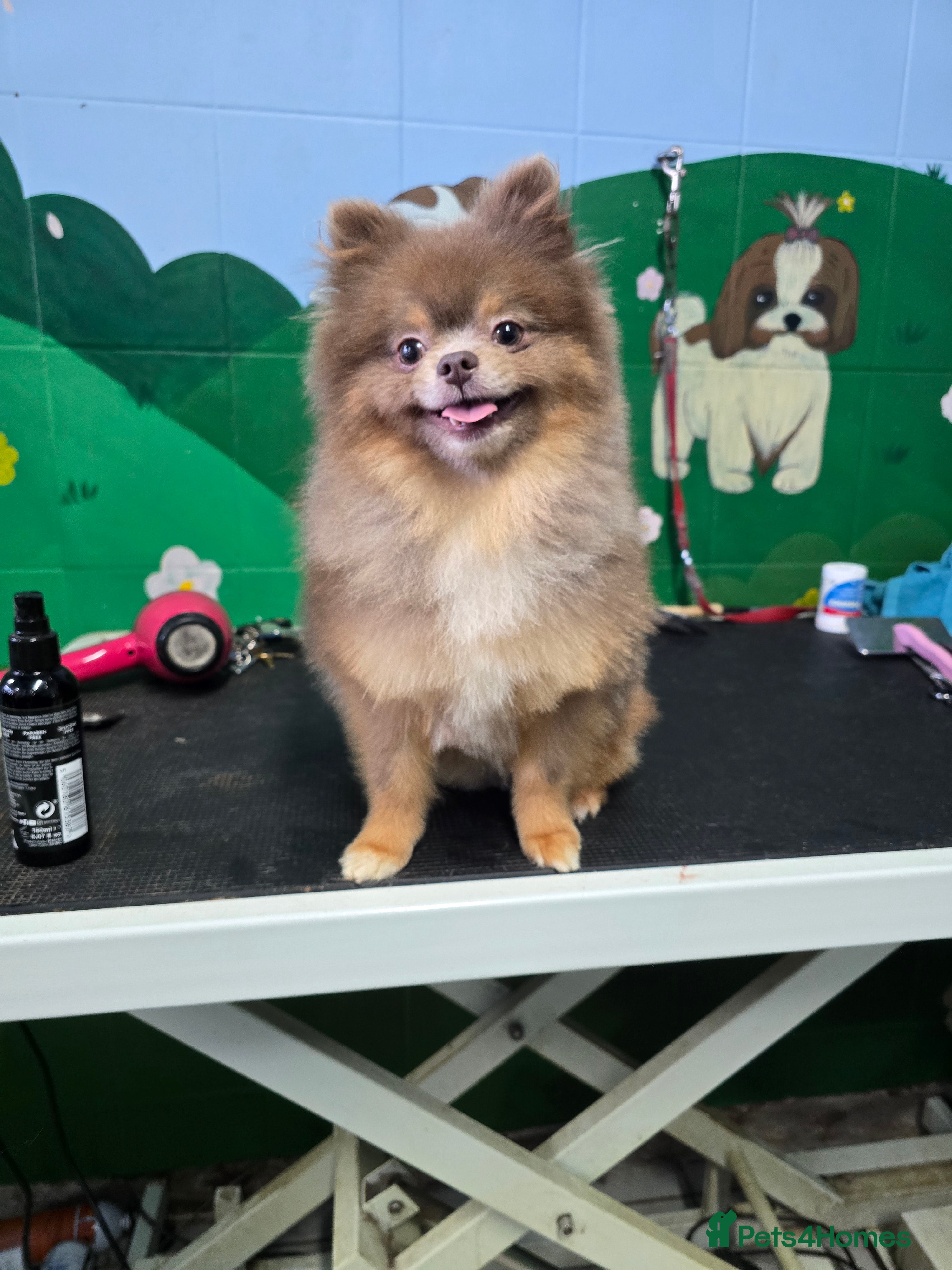 Pomeranian dogs Beautiful Lilac and Tan boy for stud - Advert 5