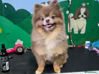 Pomeranian dogs Beautiful Lilac and Tan boy for stud - Advert 5