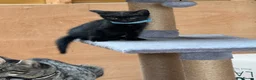 Savannah cats for sale: Savanna x British blue - Advert 3