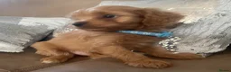 Cavapoo dogs for sale: Cavapoo puppies MALE stunning and cuddly  - Advert 13