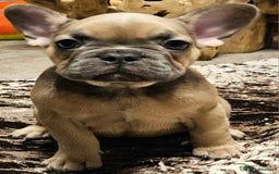 French Bulldog dogs for sale: Blue Fawn French Bulldog Puppy Girl - Advert 9