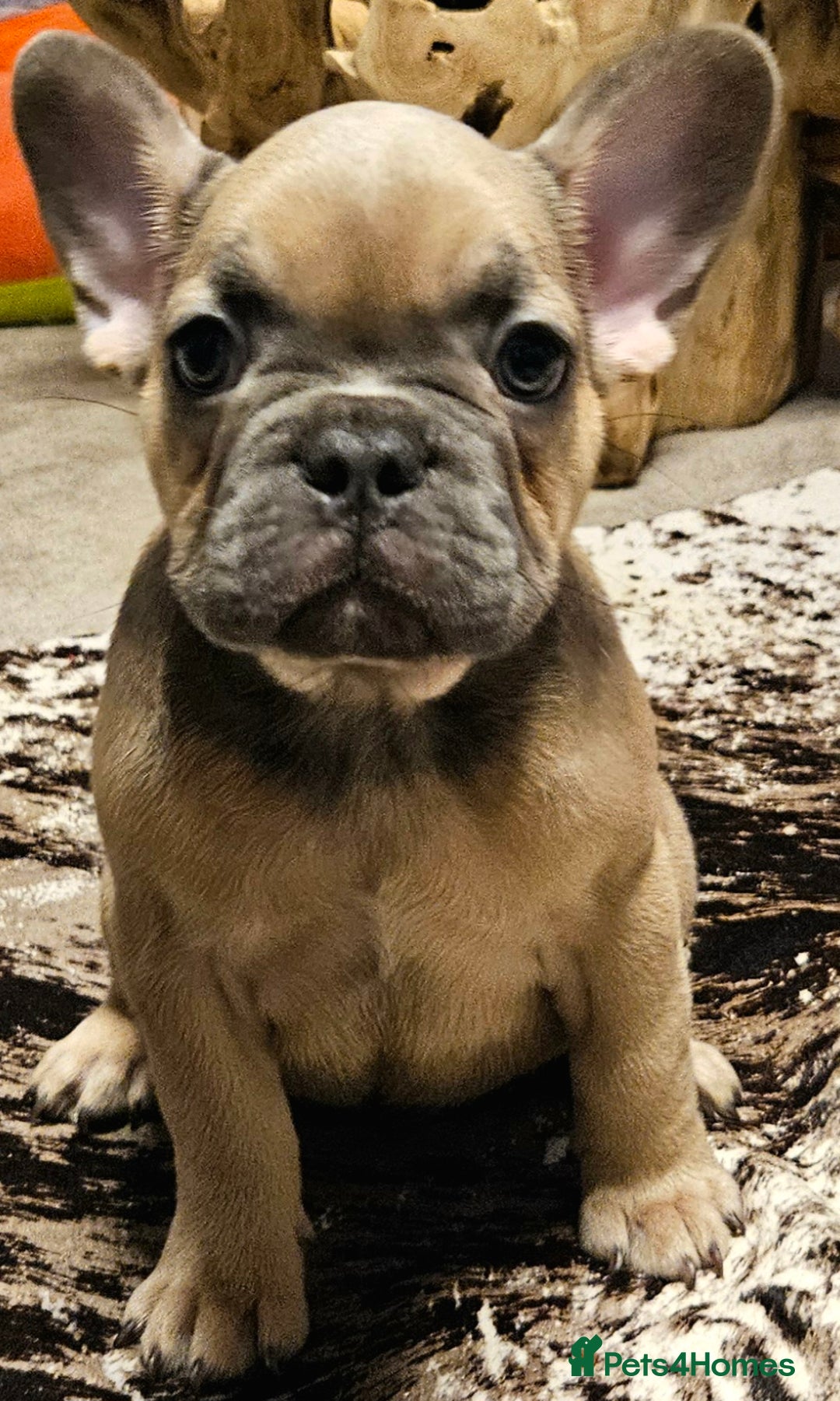 French Bulldog dogs for sale: Blue Fawn French Bulldog Puppy Girl - Advert 9