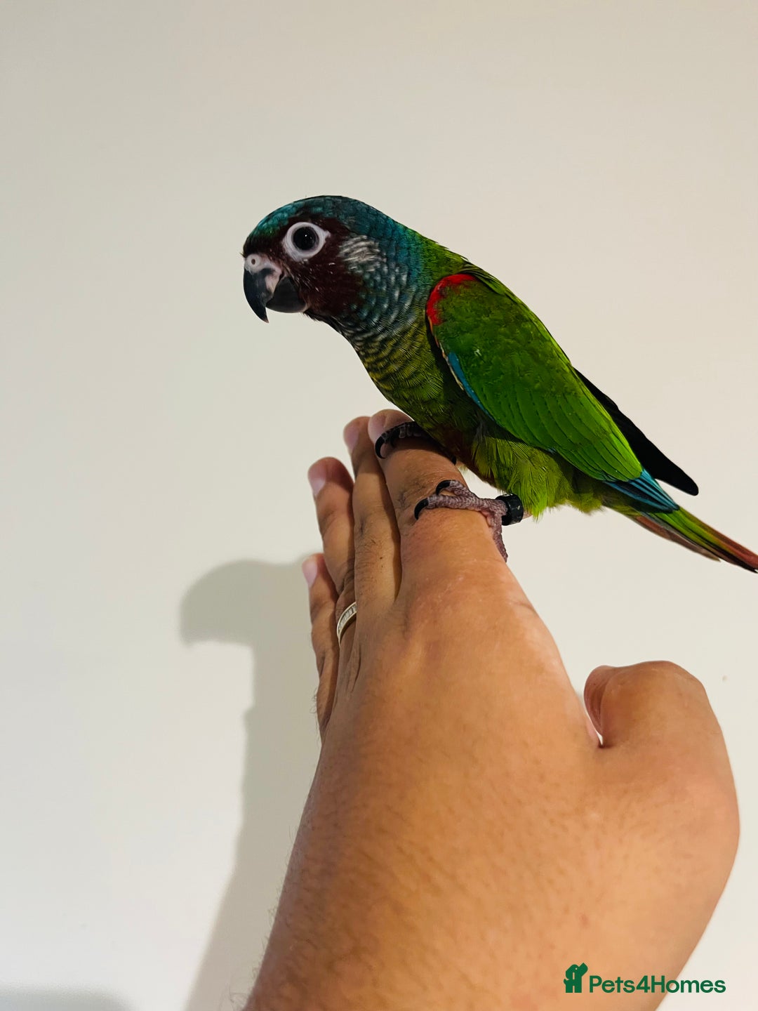 Conures birds for sale: Hand reared Emma’s, roseifrons, pearly conure - Image 1