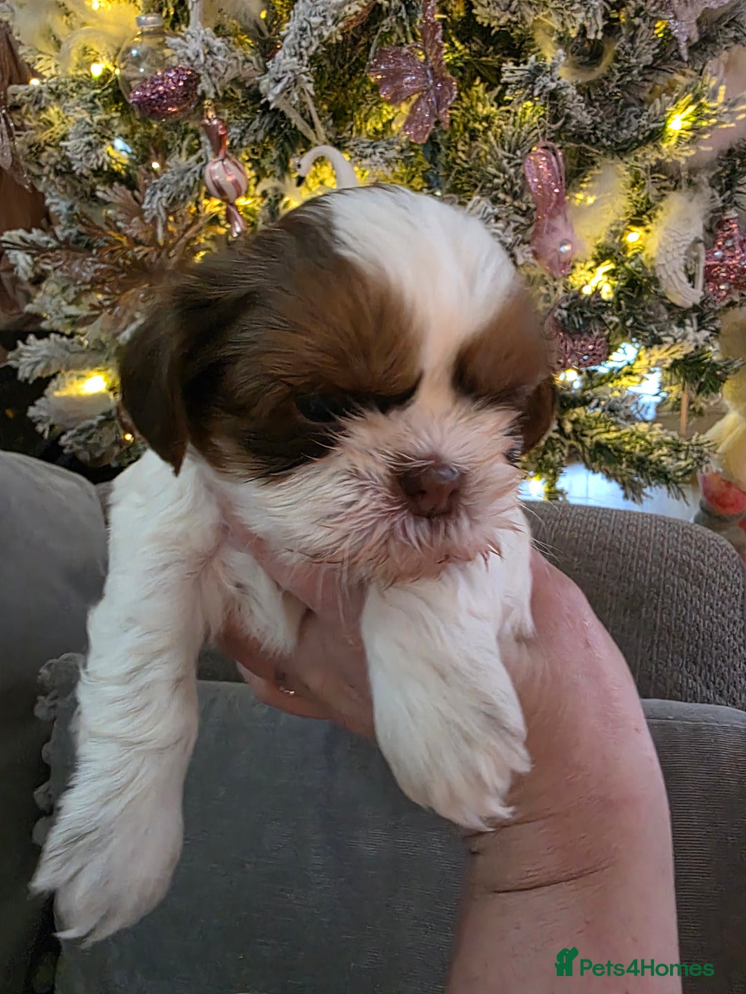 Shih Tzu dogs for sale: Imperial shih tzu stunning - Advert 6
