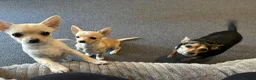 Chihuahua dogs for sale: 2 beautiful pups for sale.  - Advert 1