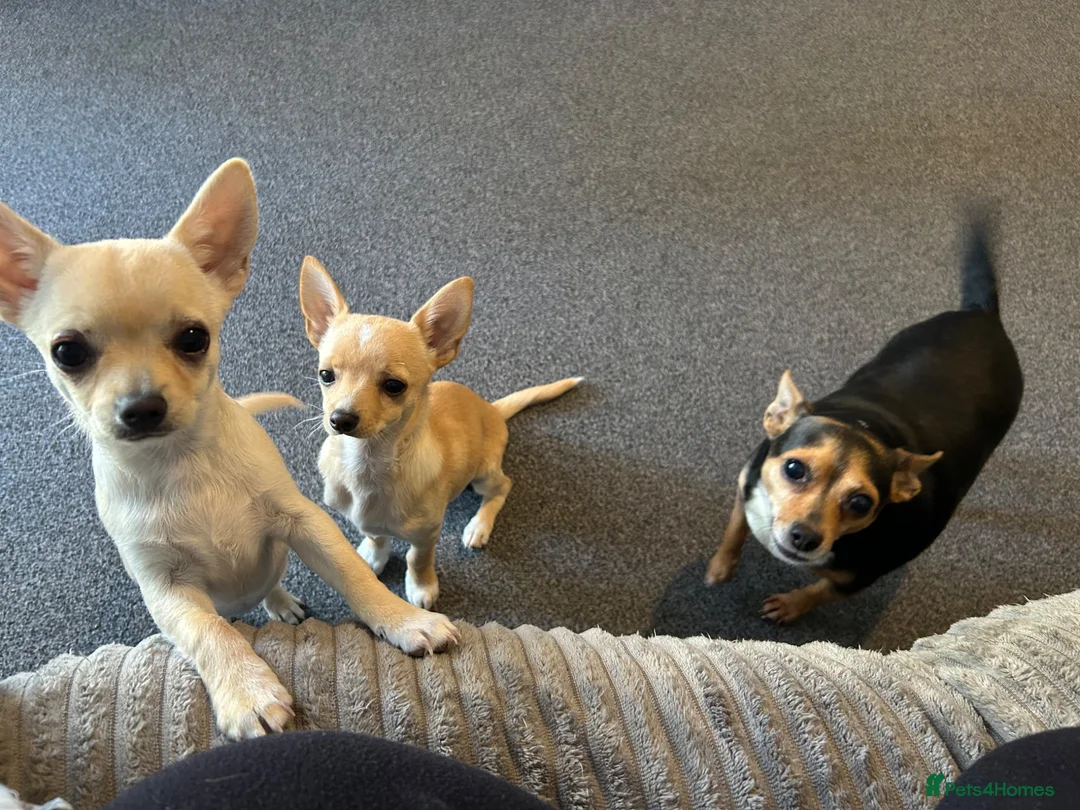 Chihuahua dogs for sale: 2 beautiful pups for sale.  - Advert 1