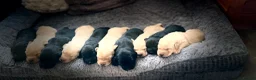 Labrador Retriever dogs for sale: Adorable Labrador puppies for sale in Ludlow - Advert 9