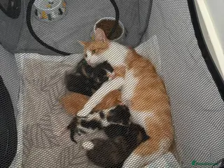 Mixed Breed cats Gorgeous playful kittens - Advert 1