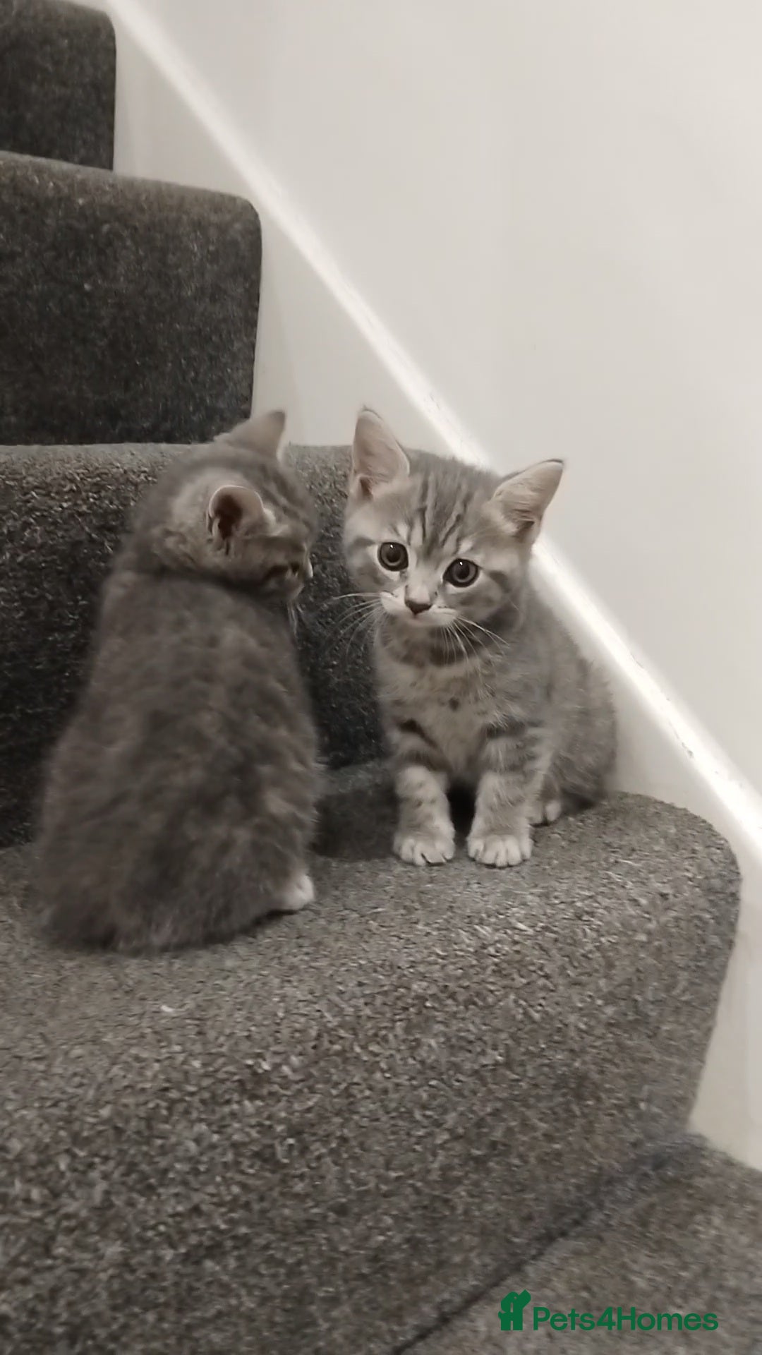 British Shorthair cats for sale: BSH cross kittens - Advert 14
