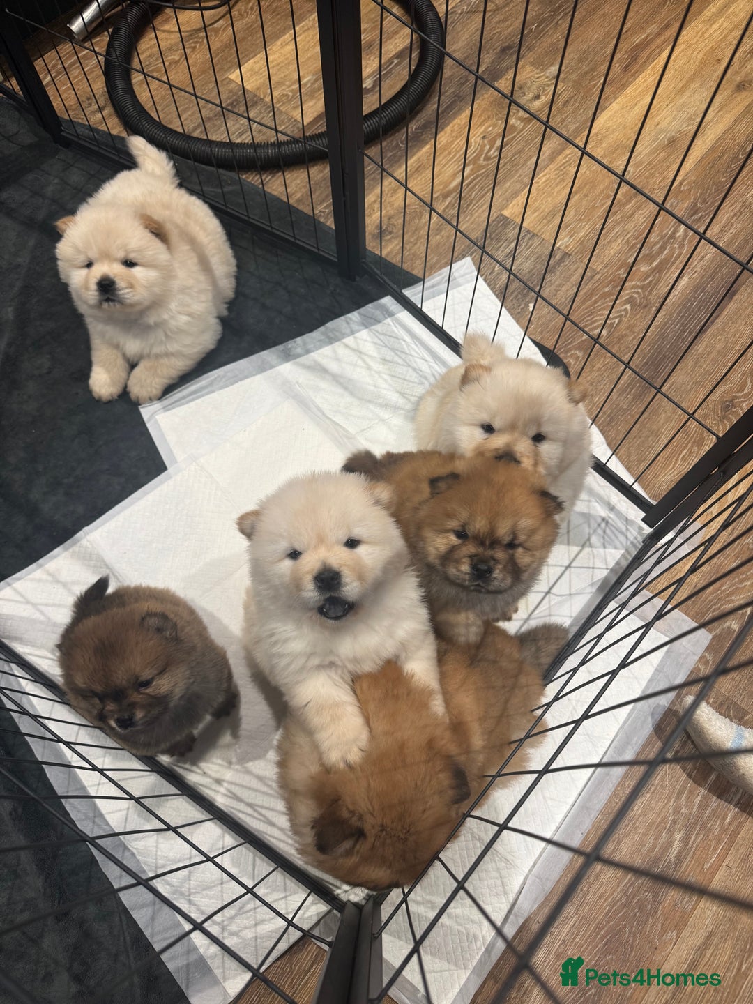 Chow Chow dogs for sale: CHOW CHOW PUPPIES  - Advert 12