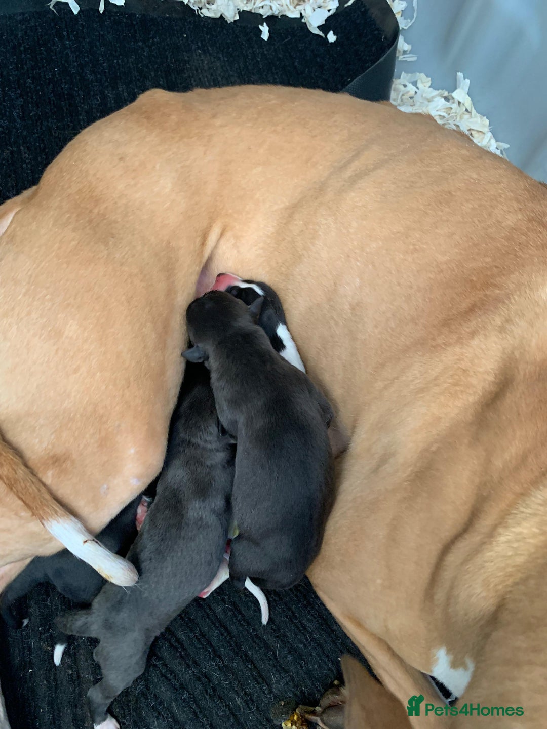 Mixed Breed dogs for sale: Saluki bullgreyhound x bedlington whippet - Advert 1
