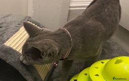 Russian Blue cats for sale: Russian Blue Kittens - Image 5