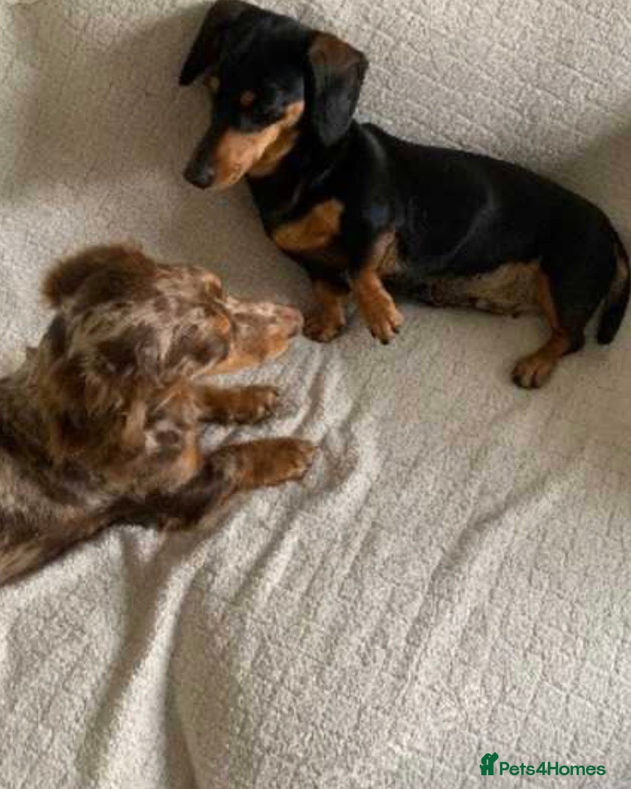 Dachshund dogs Dachshund girl  - Advert 17