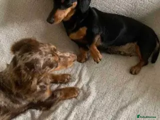 Dachshund dogs Dachshund girl - Advert 17