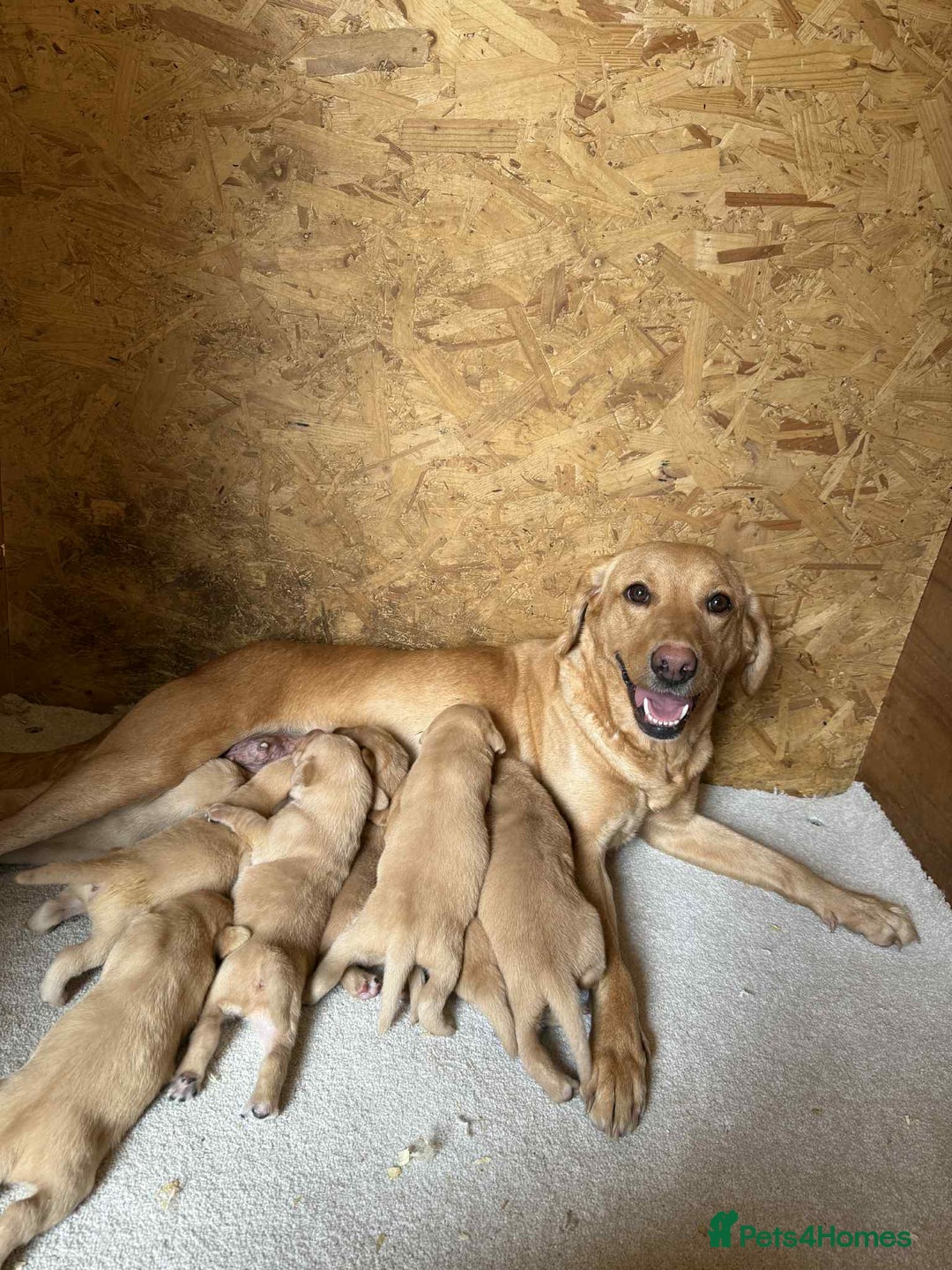Labrador Retriever dogs for sale: KC Registered labradores ready to leave  - Image 10