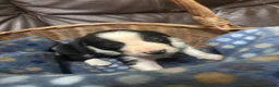 Border Collie dogs for sale: Working Border collie puppies  - Advert 4