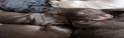 Cocker Spaniel dogs for sale: Beautiful cocker spaniel puppies  - Advert 6