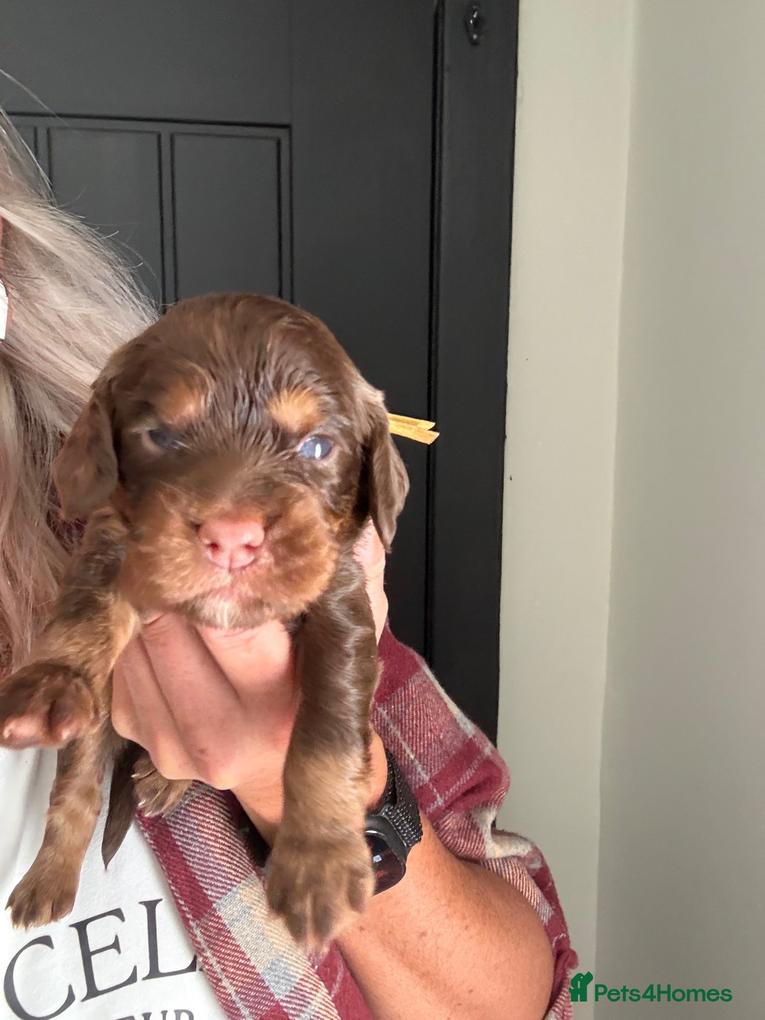 Cocker Spaniel dogs cocker spaniels  - Advert 2