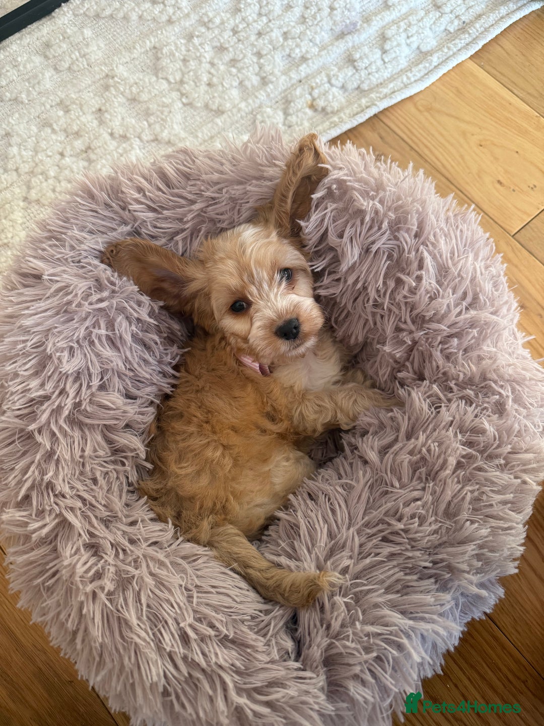 Cockapoo dogs for sale: F1 Cockapoo puppy  - Advert 5