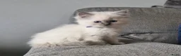 Ragdoll cats for sale: Beautiful ragdoll kittens - Advert 8