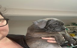 Mixed Breed dogs for sale: canó corso cross british bulldog stunning colours  - Image 23