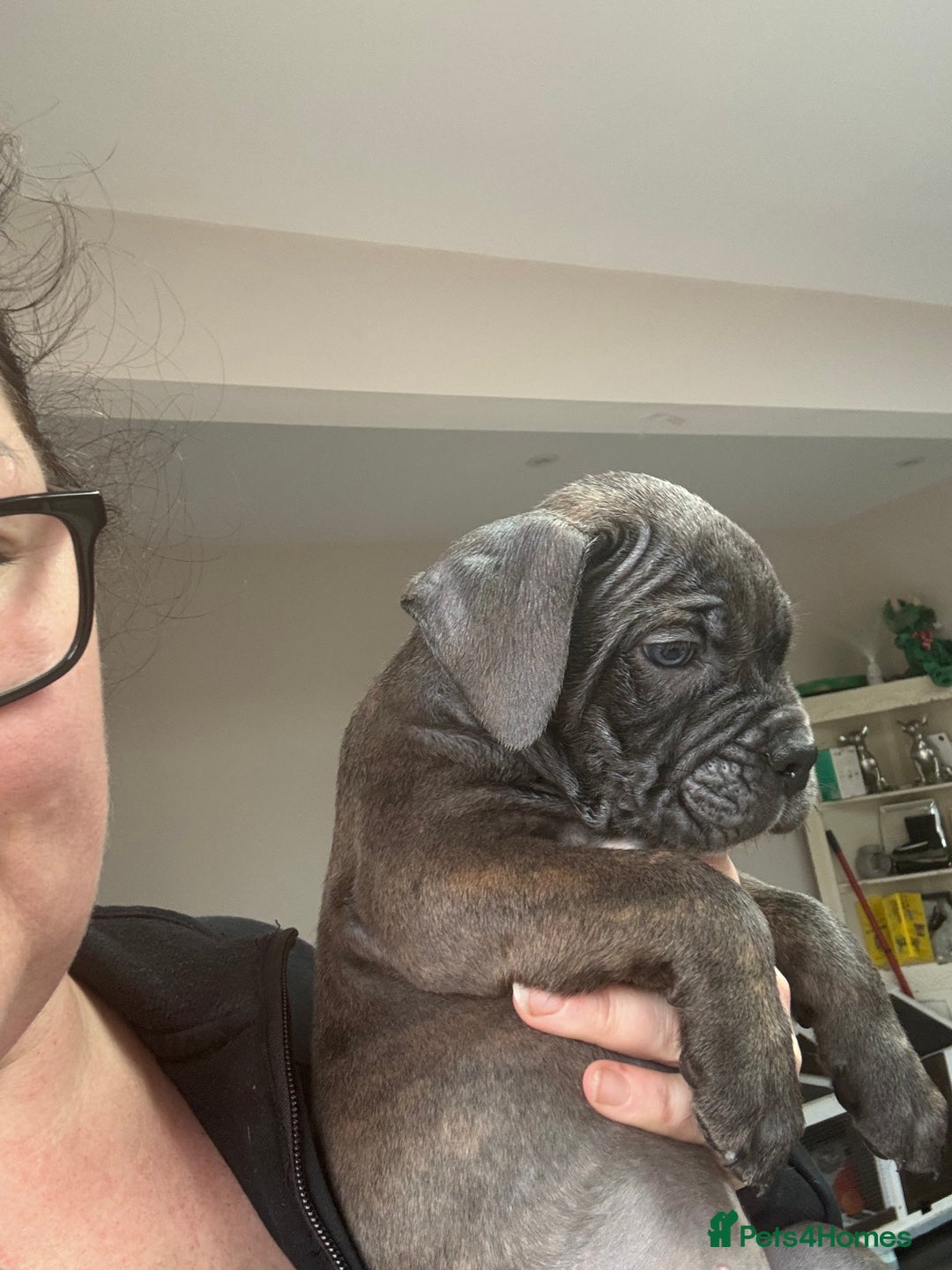 Mixed Breed dogs for sale: canó corso cross british bulldog stunning colours  - Image 23