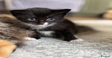 Mixed Breed cats - Advert 12