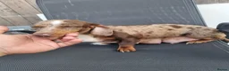Dachshund dogs for sale: Hi we have 4 miniature dauchans tekel  - Advert 9