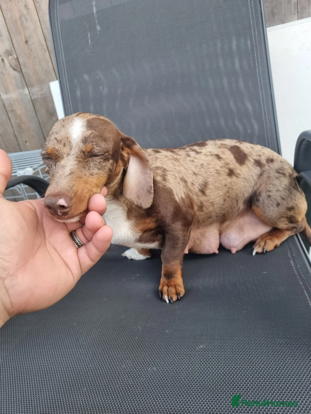 Dachshund dogs for sale: Hi we have 4 miniature dauchans tekel  - Advert 9