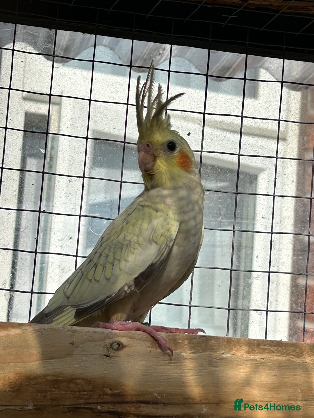 Parrots birds for sale: Cockatiels babies  in Pontefract - Image 2