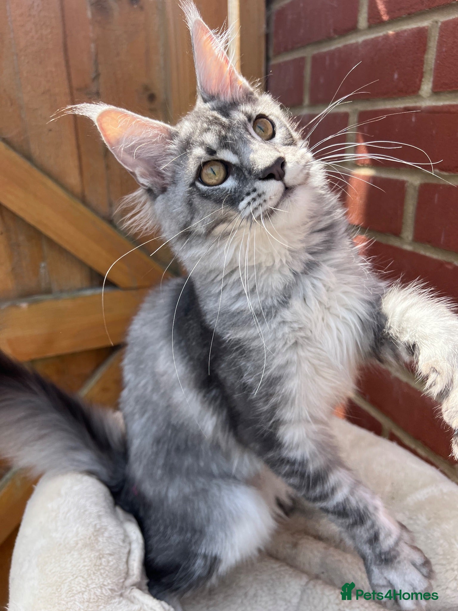 Maine Coon cats Active TICA registered Maine Coon female girl nice - Advert 3