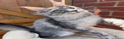 Maine Coon cats for sale: Active TICA registered Maine Coon female girl nice - Advert 1